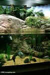 Southeast Asian biotope aquarium