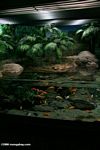 Malawi mbuna cichlid aquarium