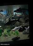 Giant catfish, snakehead, barbs, gourami in an Asian aquarium