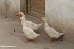 White ducks in western China