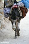 Donkey in Datong village