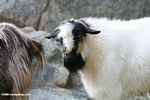 Goats in western China