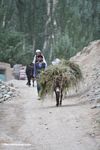 Donkey carrying a load of hay in a Tajik village in China