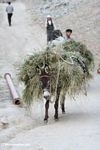Donkey carrying a load of hay