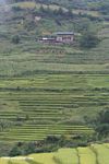Terraced rice fields along the upper Mekong