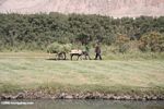 Tajik farmers and their grass-laden donkey