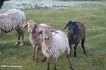 Sheep in Tashkorgan meadow