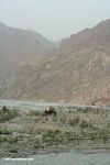 Camel along the Karakoram highwau