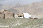 Camel between a traditional yurt and a modern yurt at lake Karakul