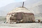 Camel and goats in front of a traditional yurt near Lake Karakul