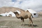 Camel standing in front of concrete yurts built bt the Chinese government