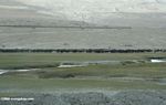 Herd of yaks along the Karakoram highway