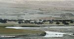 Herd of yaks along a creek in Xinjiang