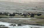 Yaks being drive across a plain in western China