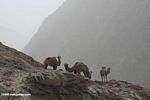 Camels in western China