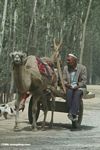 Tajik man in a camel-driven cart in Kusrap