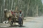 Man in a camel-driven cart in Kusrap