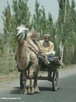 Man riding a camel cart