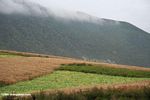 Barley field in Yunnan
