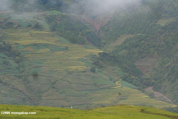 Reis fängt in nordwestlichem Yunnan