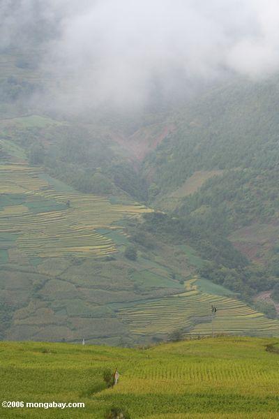 Reisterrassen in der nordwestlichen Yunnan Provinz