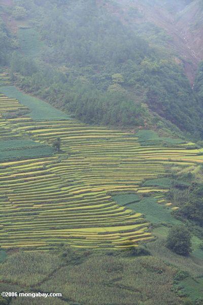 террасами рисовых полей в северо-западной провинции Юньнань