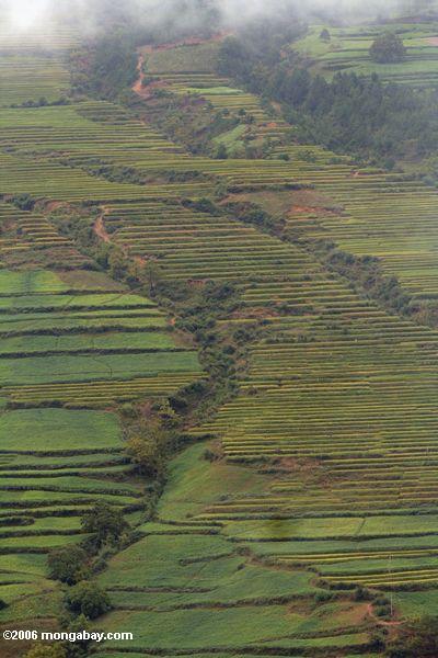 Reispaddys in der nordwestlichen Yunnan Provinz