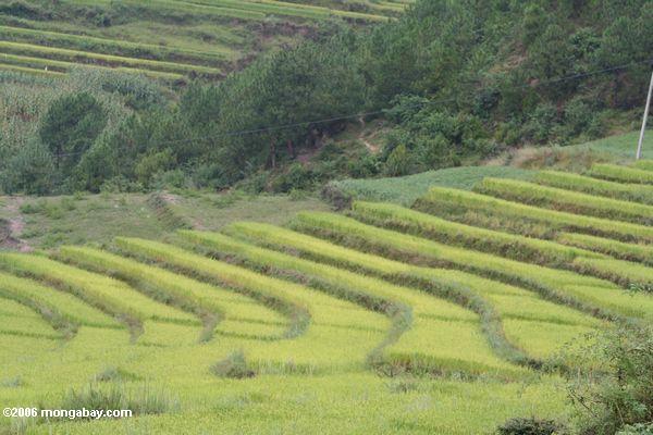 Terassenförmig angelegter Reis fängt in nordwestlichem Yunnan