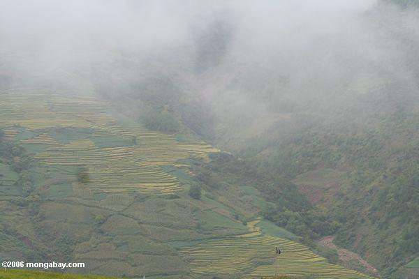 рисовые террасы и туман