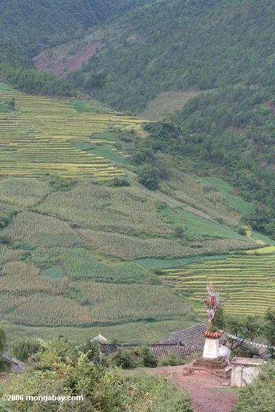 тибетский флаг молитве с террасы рисовых полей позади