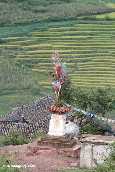 Tibetanische Gebetmarkierungsfahne mit Reisterrassen hinter
