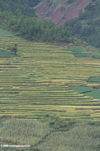 Terrassen der Reispaddys im oberen Mekong River Valley in nordwestlichem Yunnan