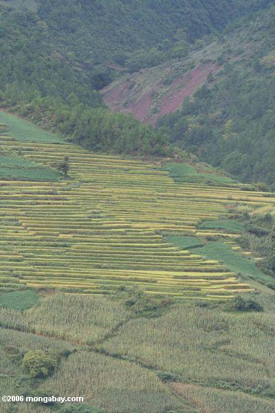 Hellgrüner terassenförmig angelegter Reis fängt in der Yunnan Provinz