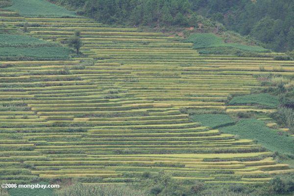 Hellgrüne terassenförmig angelegte Reispaddys im oberen Mekong River Valley