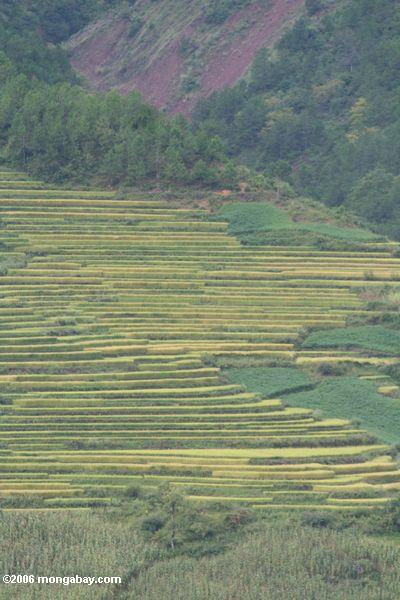 ярко-зеленый террасами рисовых полей