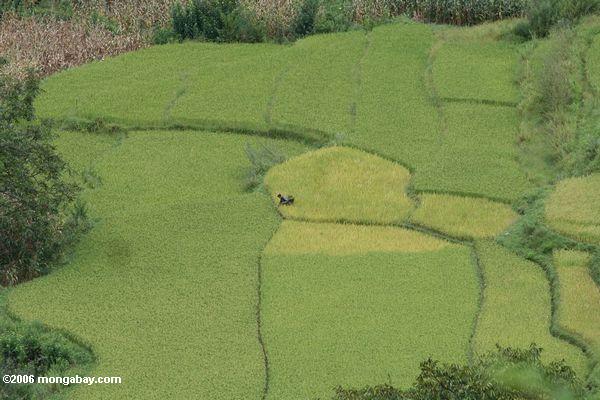Homem que trabalha em um campo do arroz