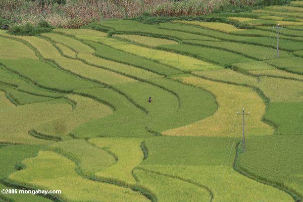Человек в рисовом поле
