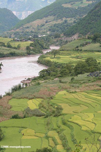 зеленые рисовые поля на paddies долине реки Меконг