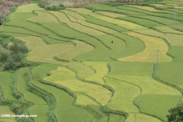 зеленые рисовые поля из верхней части долины реки Меконг