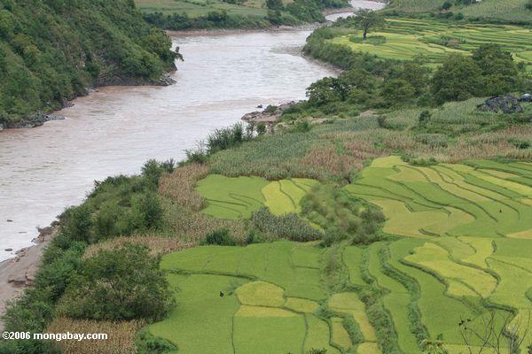 Grüner Reis fängt von der oberen Mekong Senke auf