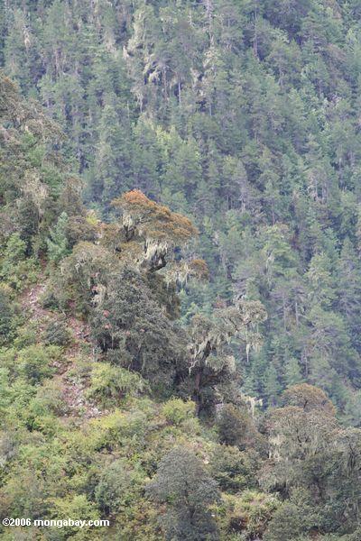 Yunnan snub-roch Affelebensraum in Yunnan