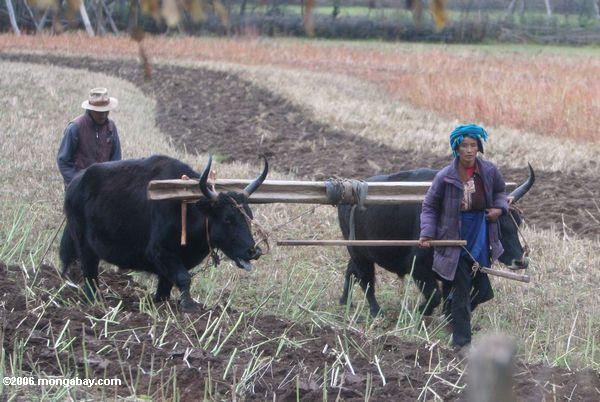 Tibetanische Frau, die einen Rindpflug tibetanisches