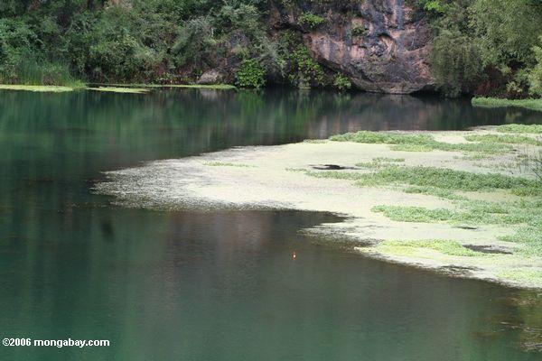 плавающей растительности на водохранилище в yunna provine