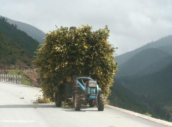 Traktor mit baleful der Blätter für buddhistische Opfer