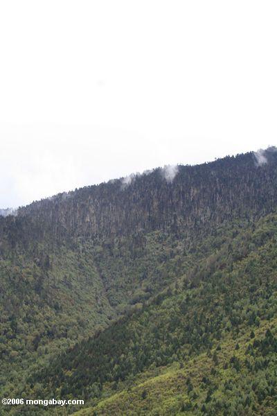 Kieferwaldbetriebe in den sechziger Jahren und in den siebziger Jahren in der Yunnan Provinz