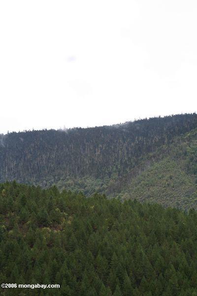 Wieder eingesetzte Kieferwälder in der Yunnan Provinz