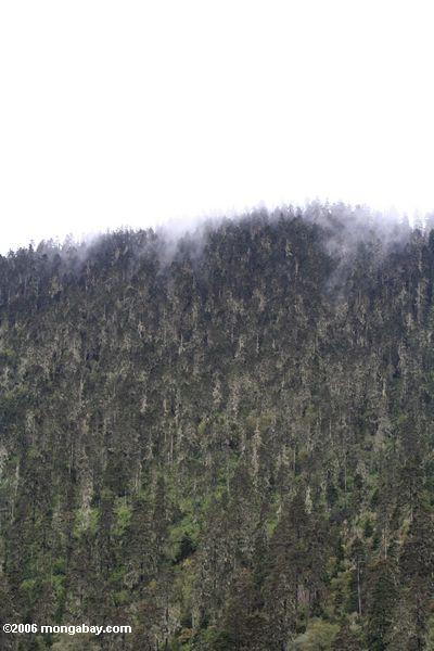 Wieder eingesetzte Kieferwälder nach Abholzung in den Erzeugungen hinter