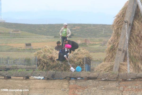 Mulheres tibetanas que trabalham com sickles