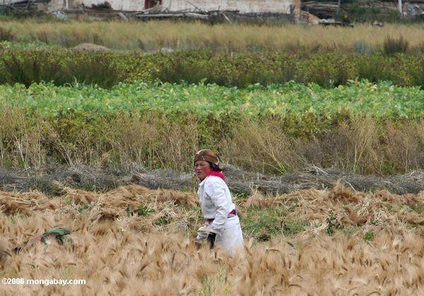 тибетцев, работающих в поле пшеницы