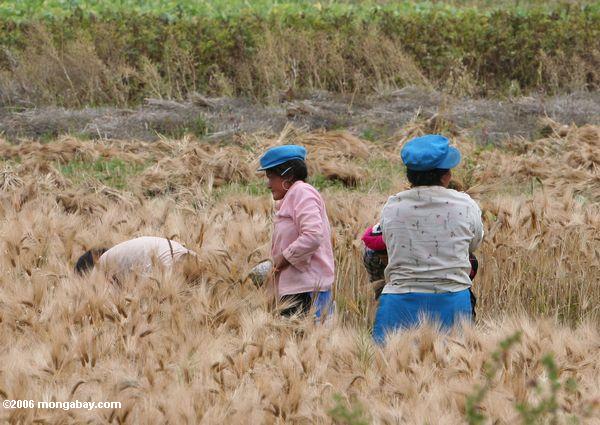 Tibetanos que colhem o trigo em Yunnan do noroeste